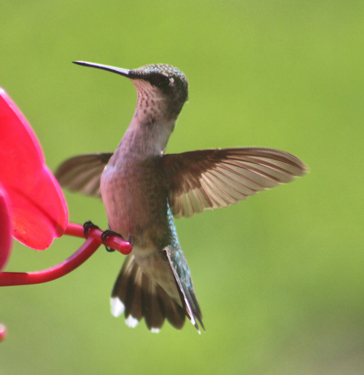 Ruby-throated Hummingbird - Jo-Anne McDonald