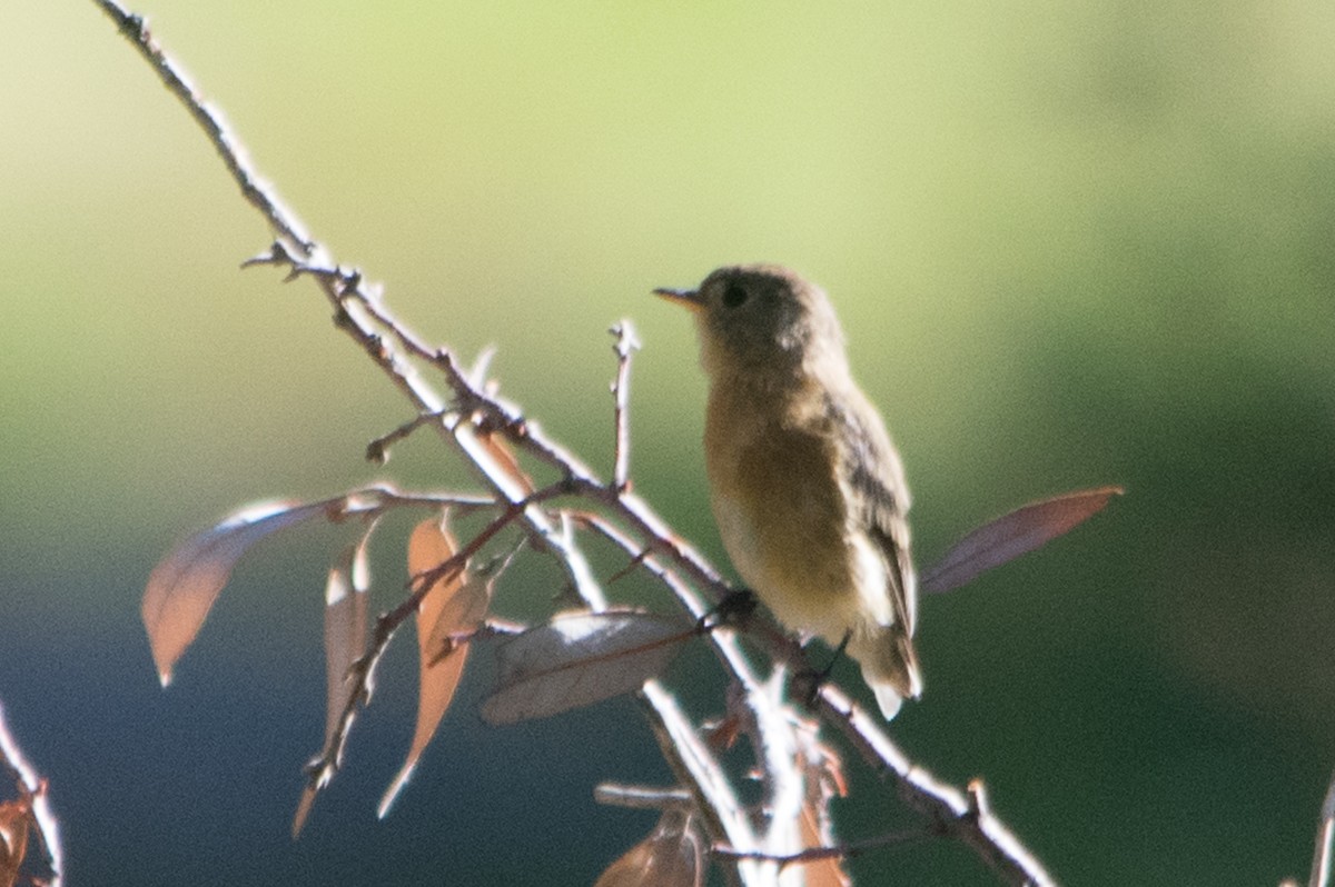 Buff-breasted Flycatcher - ML110523791