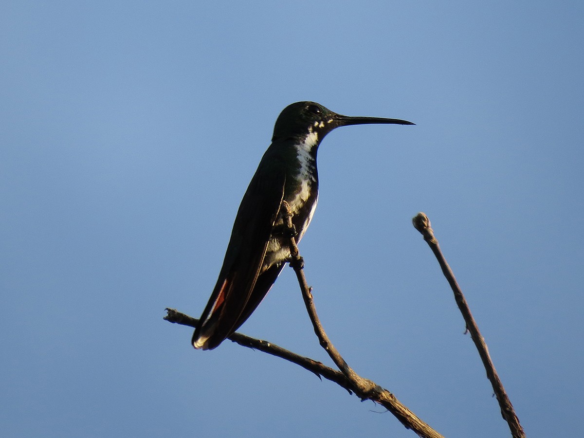 Schwarzbrust-Mangokolibri - ML110523991