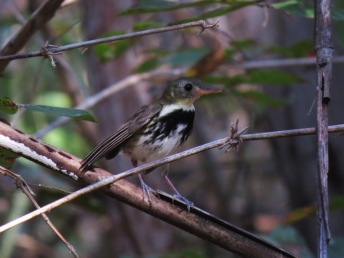 Corythopis de Delalande - ML110524151