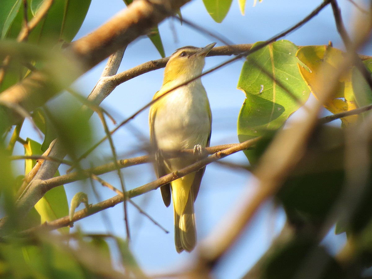 Chivi Vireo (migratory) - ML110524231