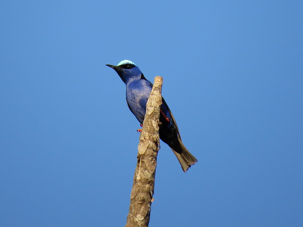 Red-legged Honeycreeper - ML110524321