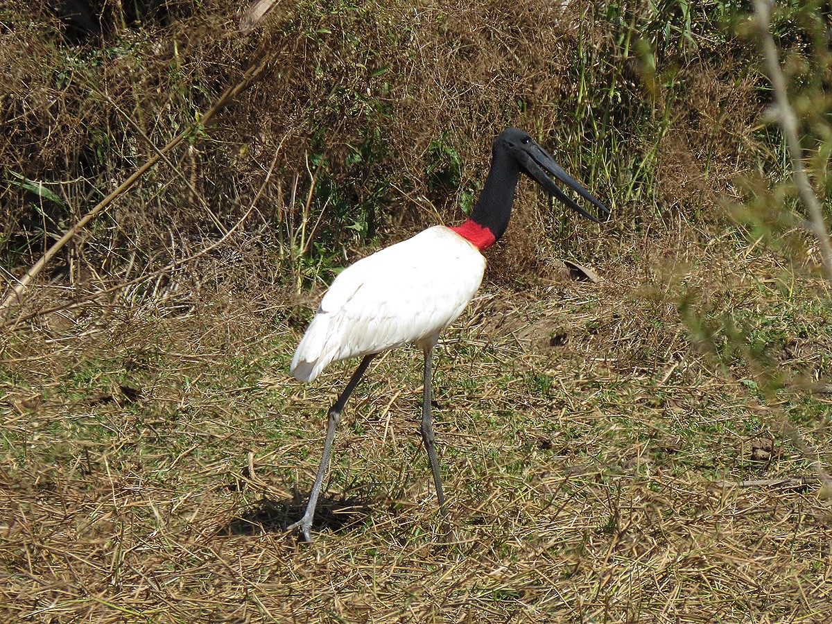 Jabiru - ML110524621