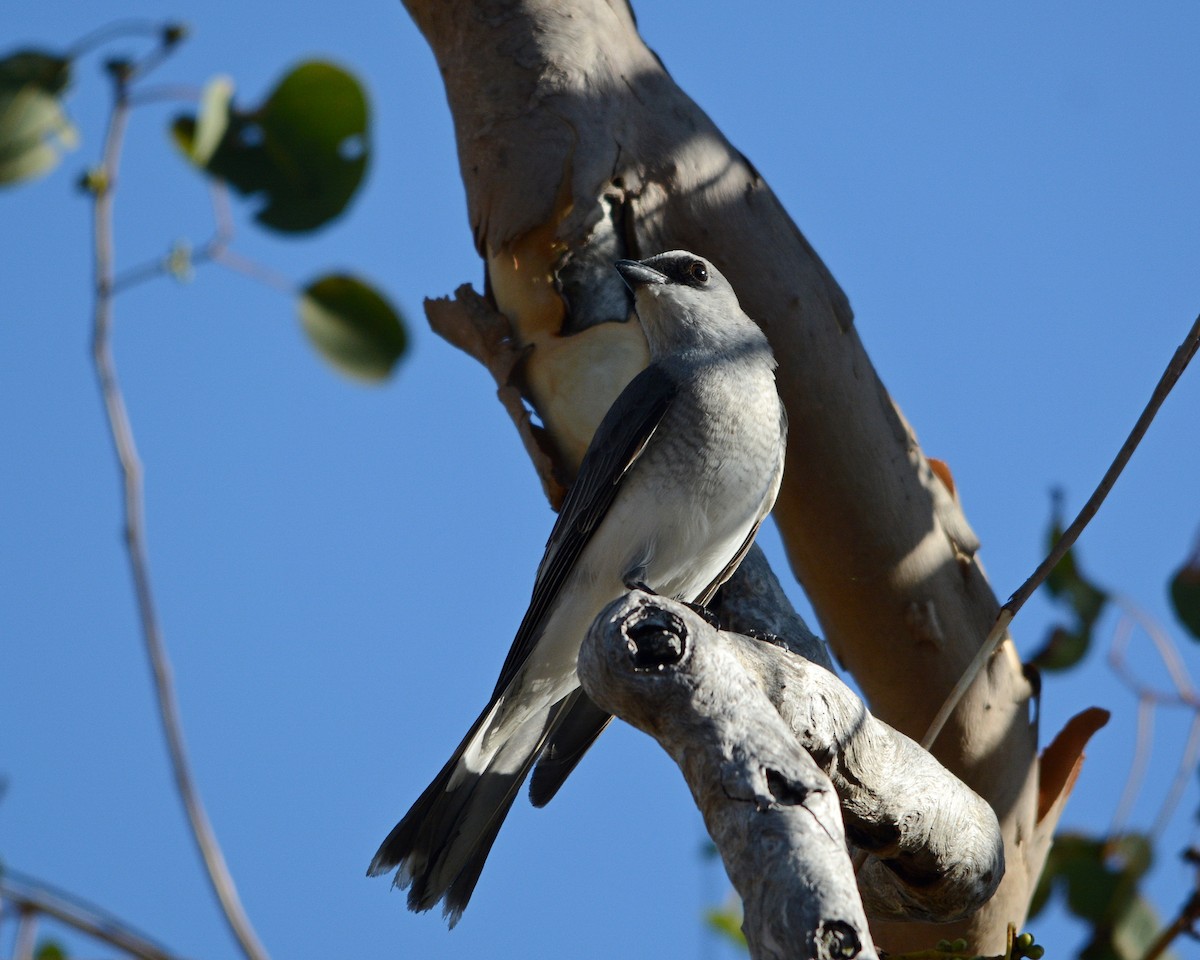 White-bellied Cuckooshrike - ML110525661