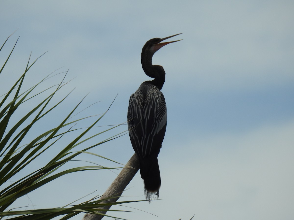 Anhinga Americana - ML110525851