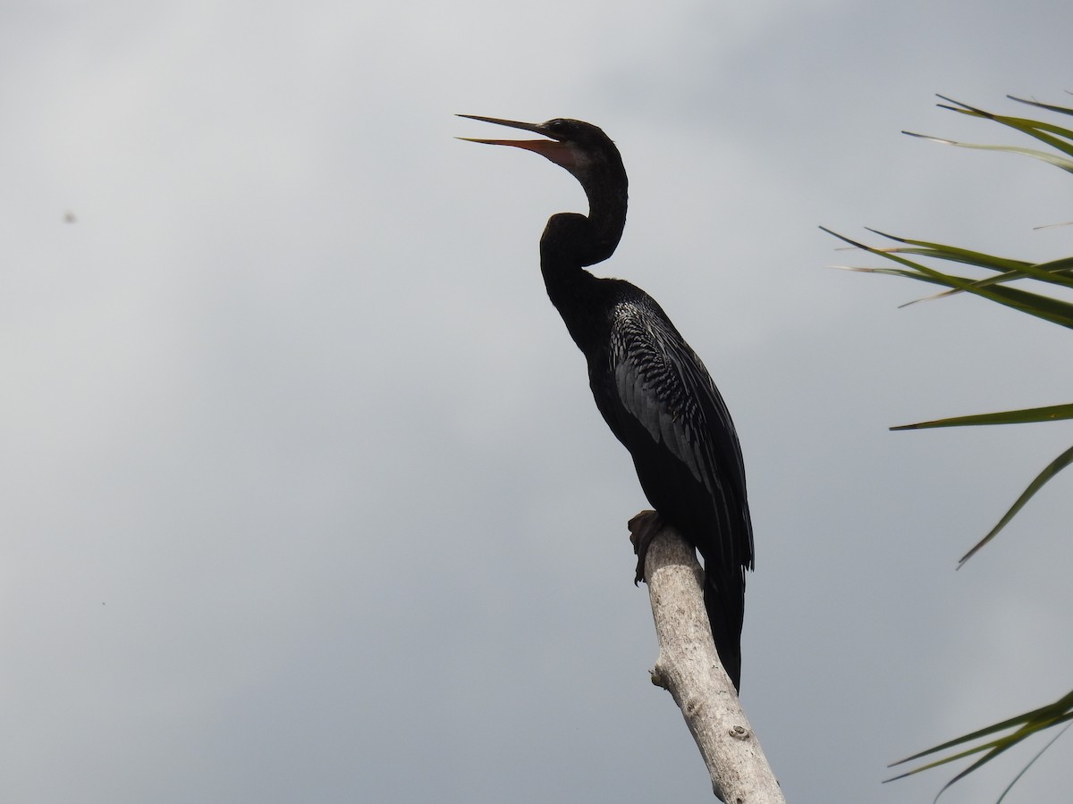 Anhinga Americana - ML110525861