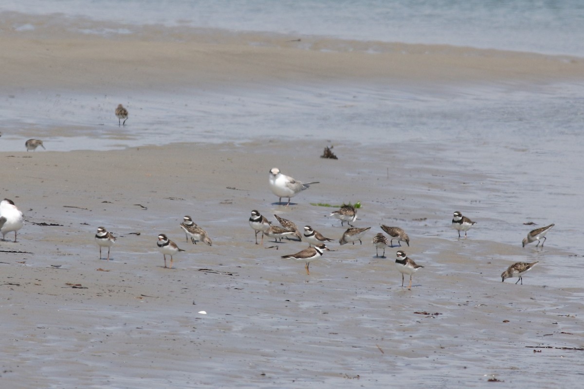 Semipalmated Plover - ML110526381