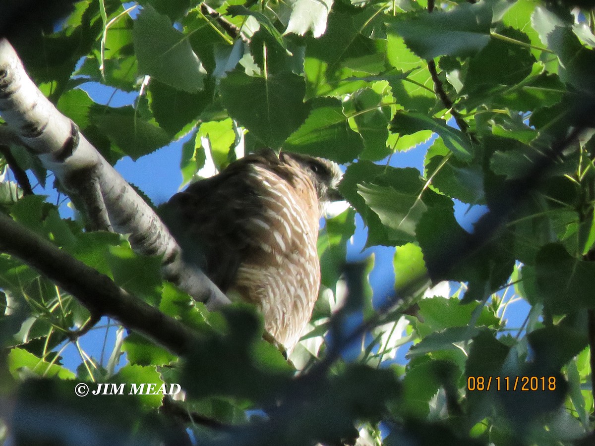 Broad-winged Hawk - ML110526981