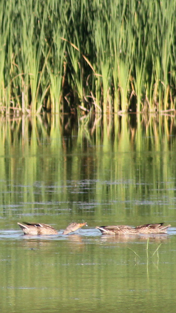 Blue-winged Teal - Stirling  Masters