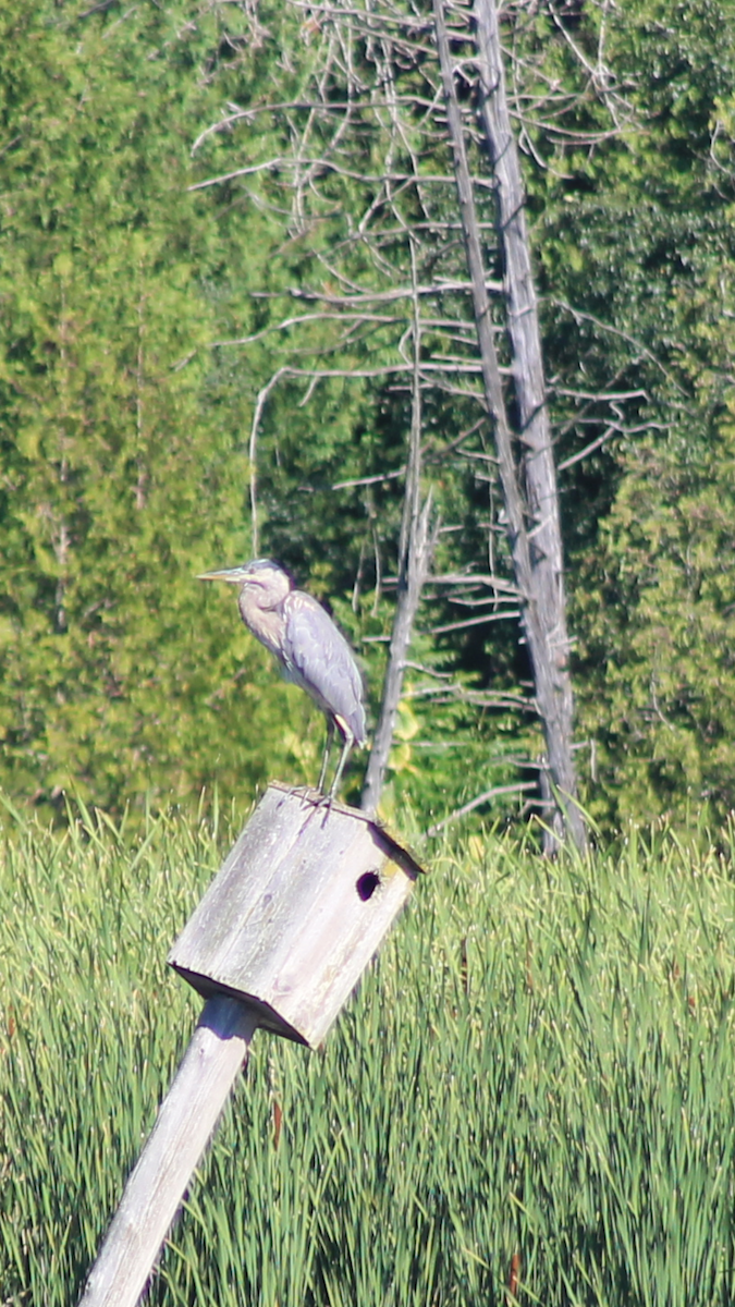 Great Blue Heron - Stirling  Masters