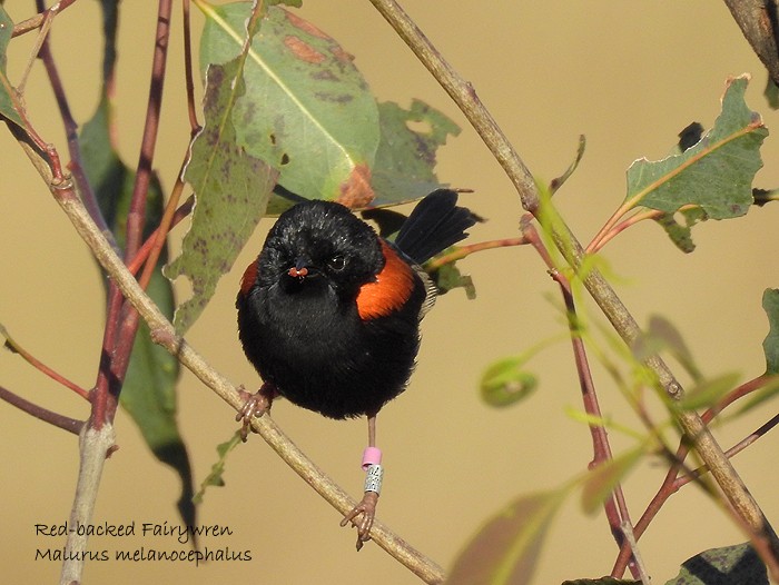 Red-backed Fairywren - ML110531951