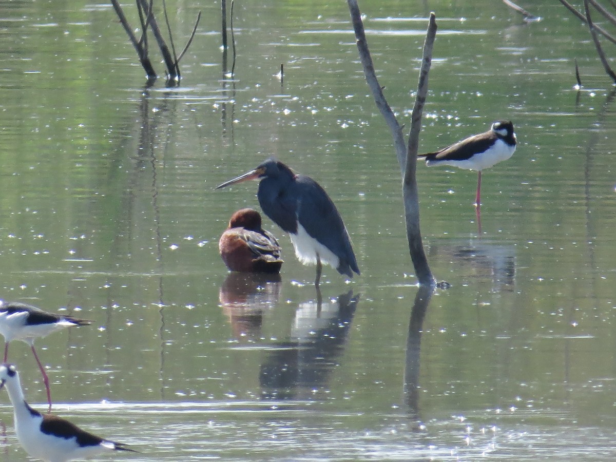 Tricolored Heron - ML110532161