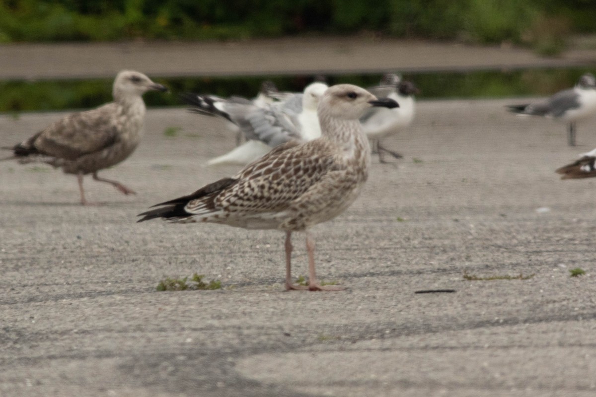 Great Black-backed Gull - Joshua Malbin