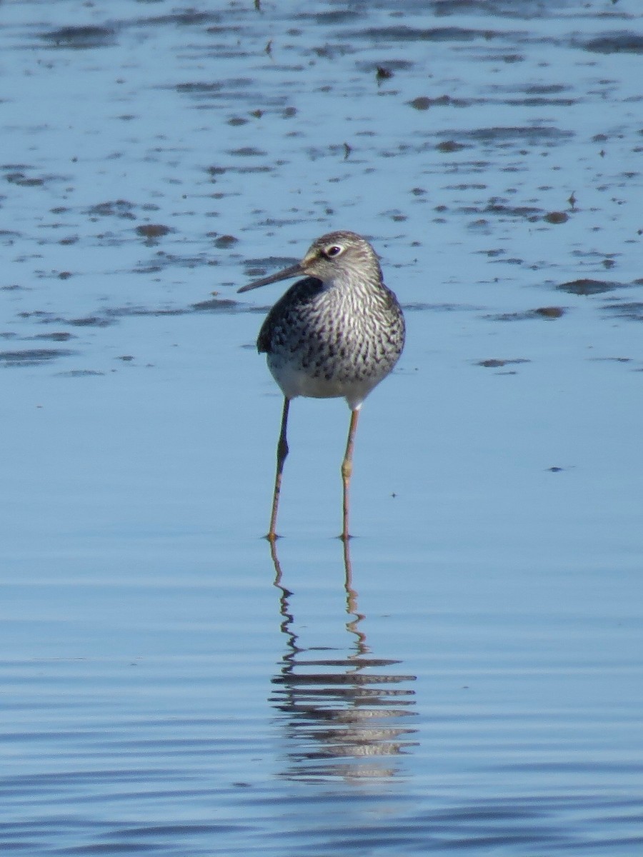 Greater Yellowlegs - ML110536201