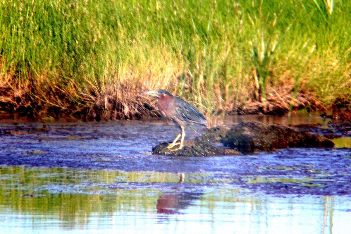 Green Heron - ML110536791