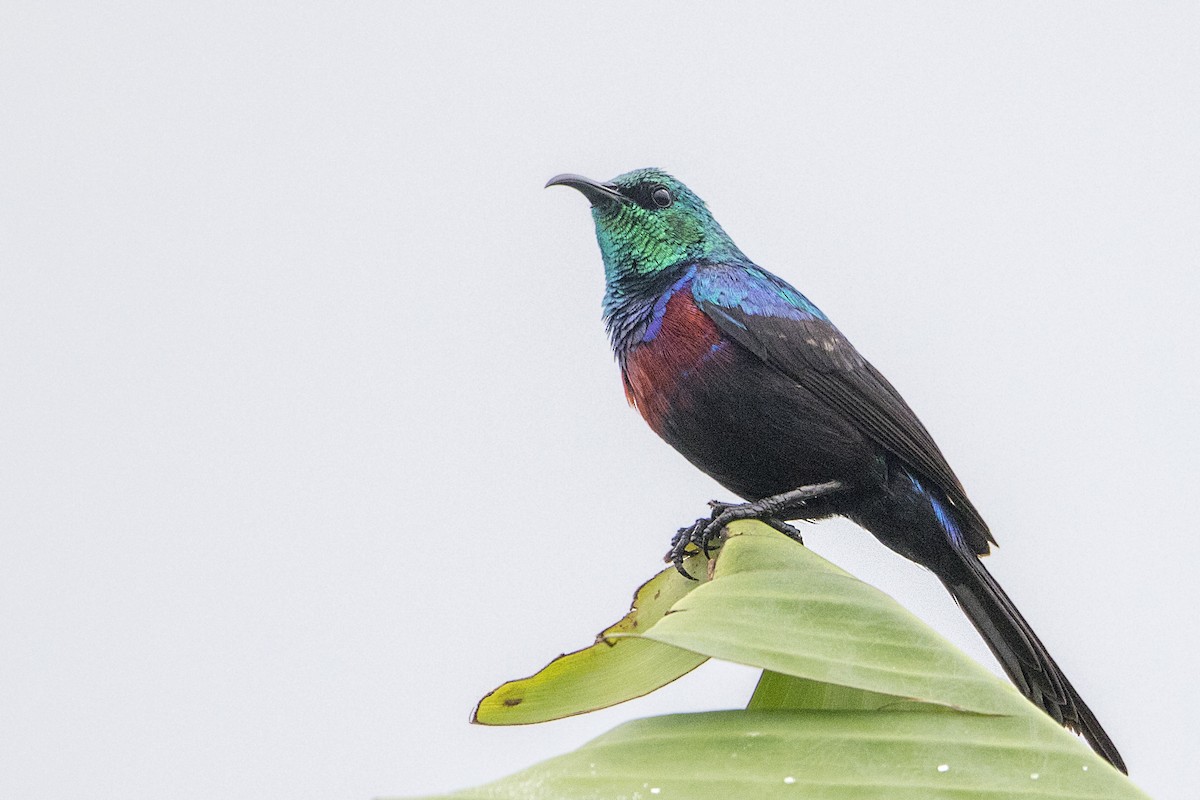 Red-chested Sunbird - ML110538071