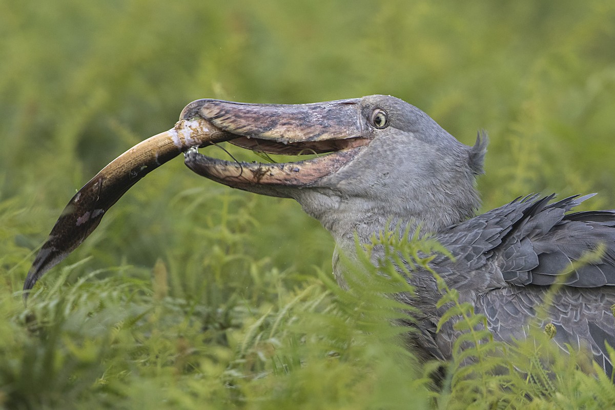 Shoebill - Bradley Hacker 🦜