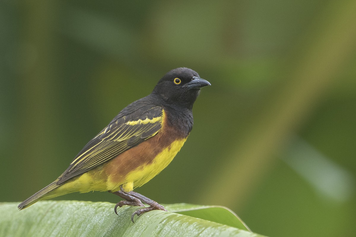 Weyns's Weaver - Bradley Hacker 🦜