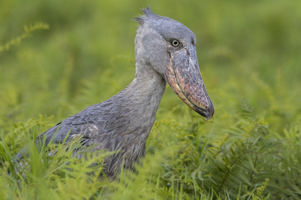 Shoebill - ML110538281