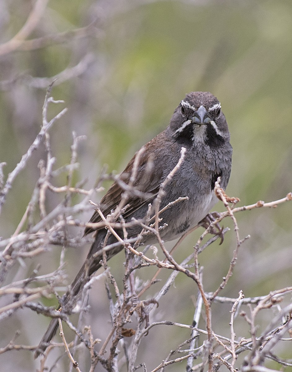 Five-striped Sparrow - ML110540221