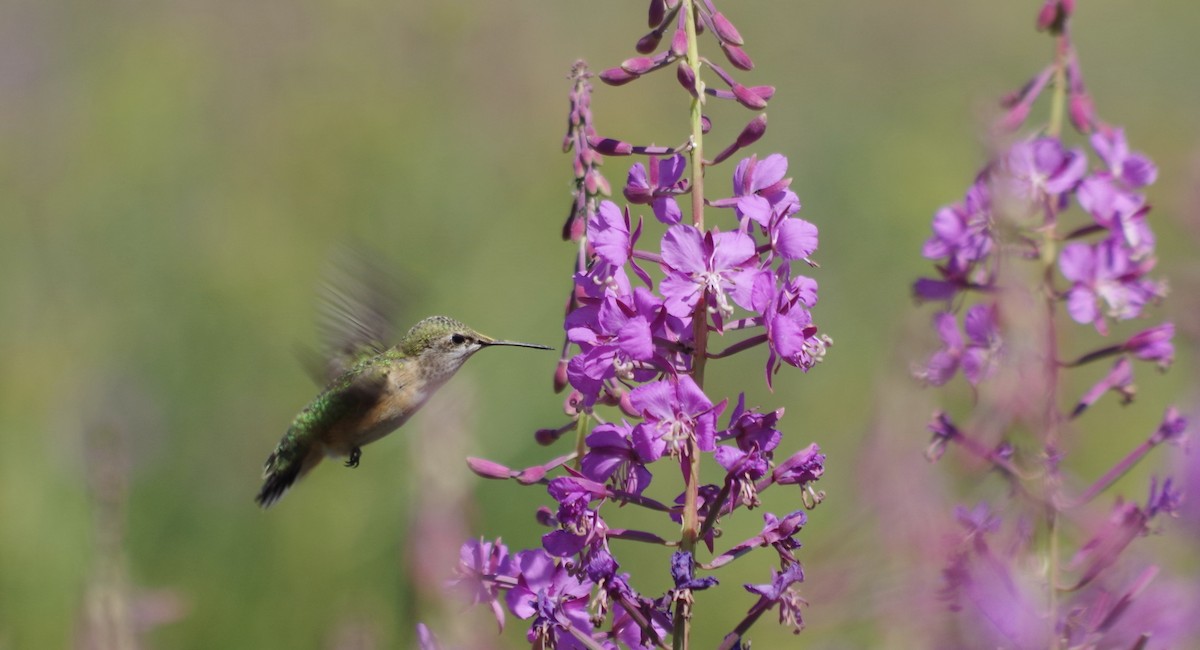 Calliope Hummingbird - James Taylor