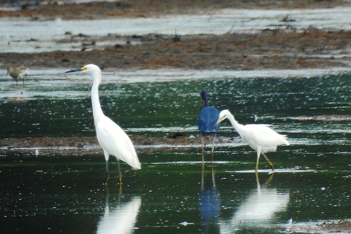 Snowy Egret - Ron Kittinger