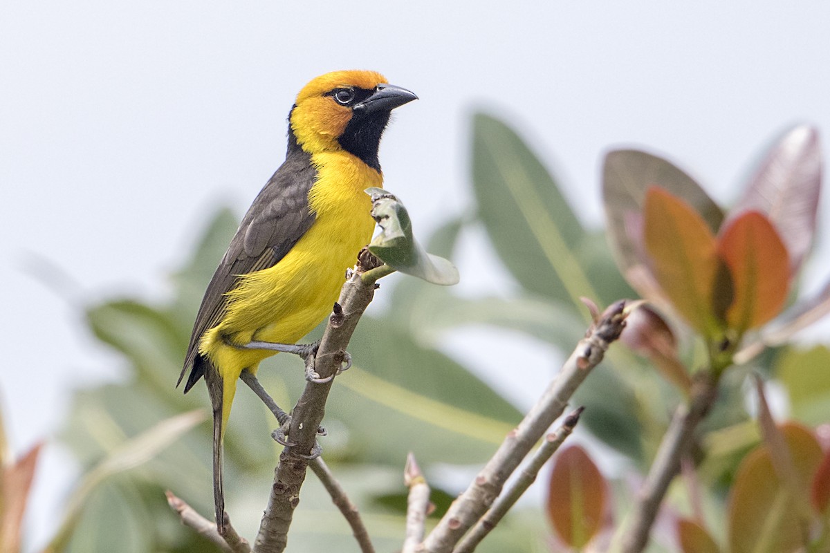 Black-necked Weaver - Bradley Hacker 🦜