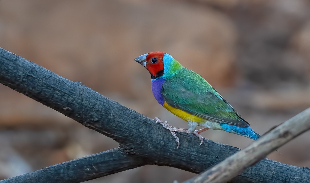 Gouldian Finch - ML110542581