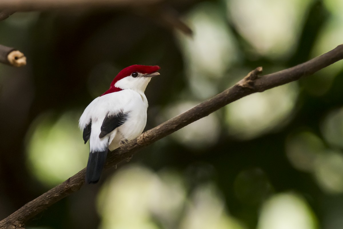 Araripe Manakin - Claudia Brasileiro