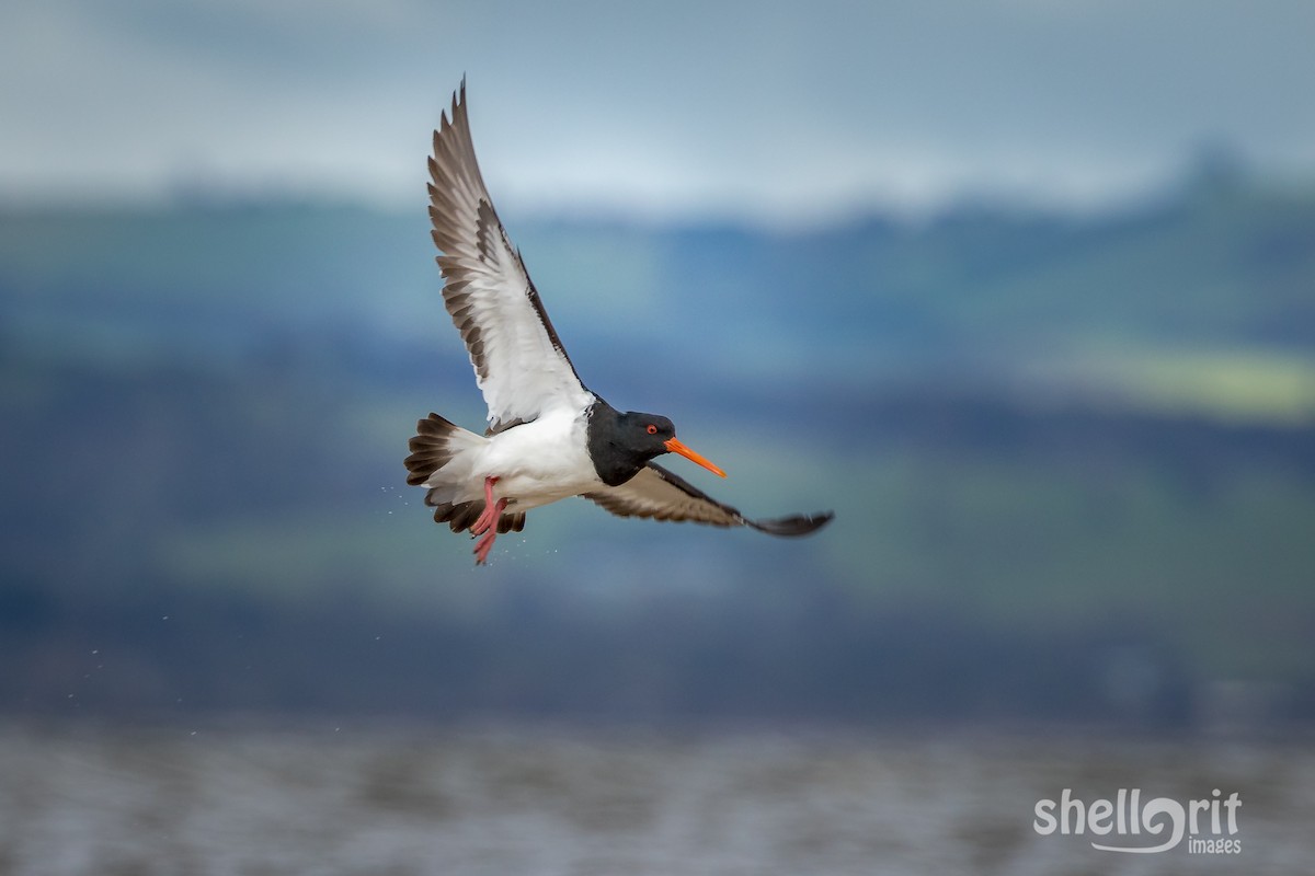 South Island Oystercatcher - ML110543931