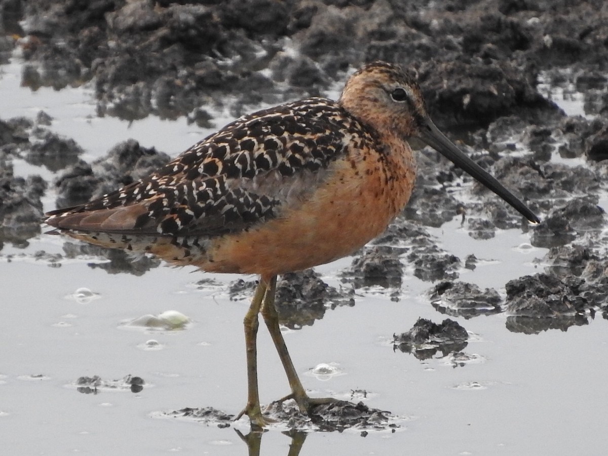Long-billed Dowitcher - ML110544021