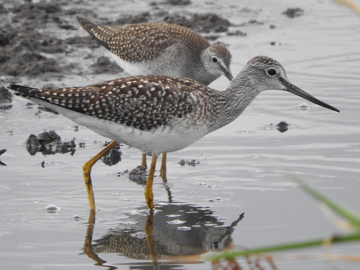 Greater Yellowlegs - ML110544071