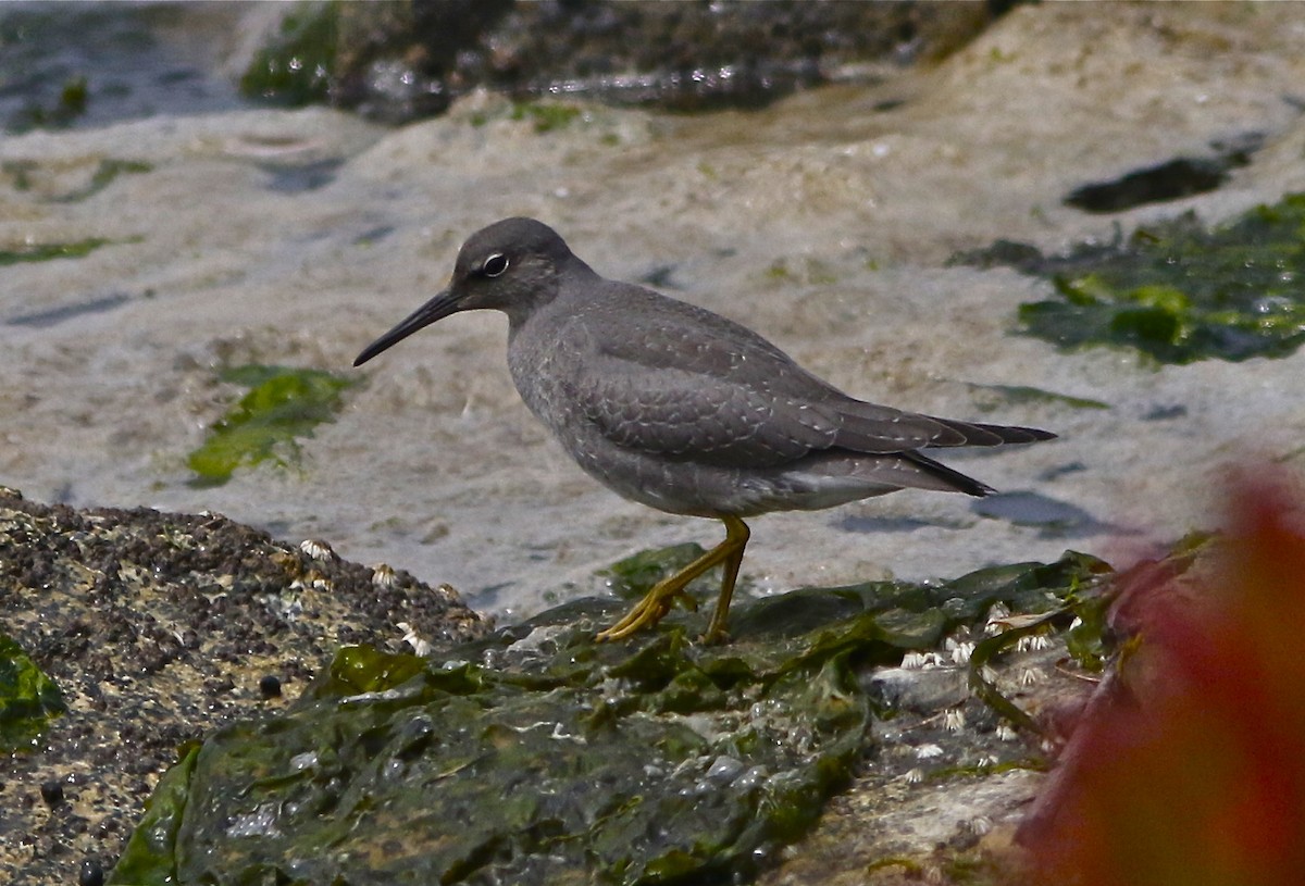 Wandering Tattler - ML110544131