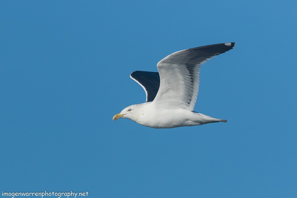 Kelp Gull - ML110544581