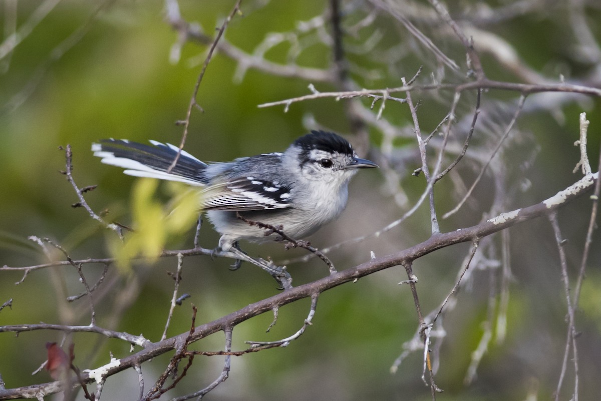 Caatinga Antwren - Claudia Brasileiro