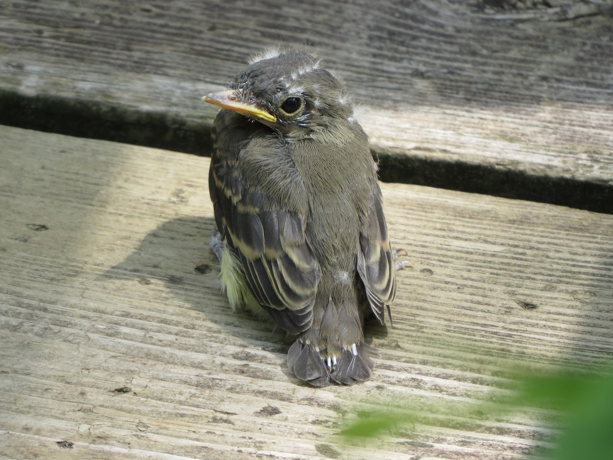Eastern Wood-Pewee - ML110546471