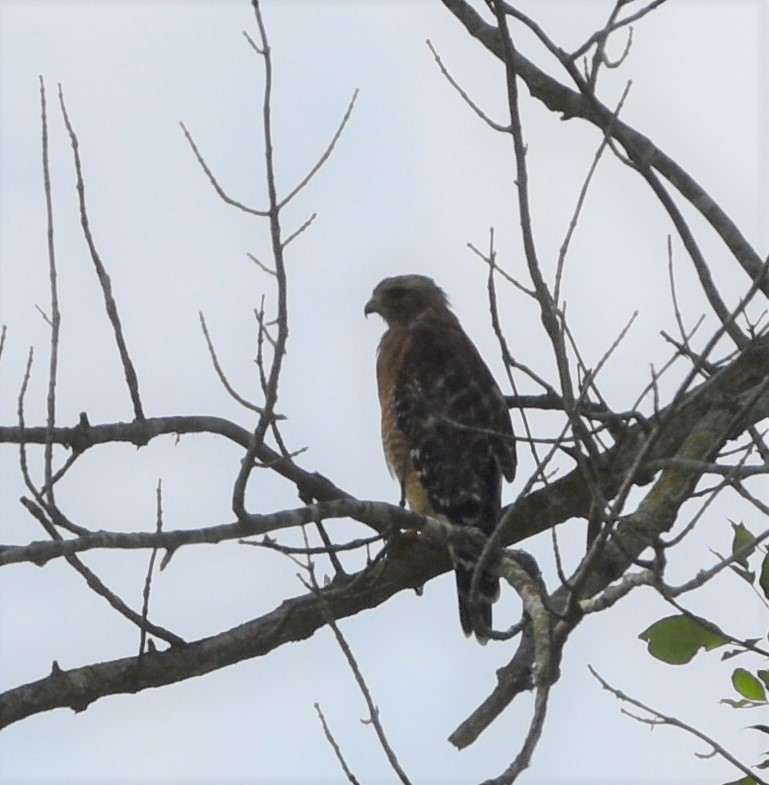 Red-shouldered Hawk - ML110547221