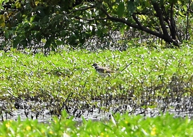 Killdeer - ML110547271