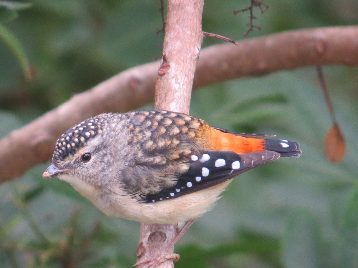 Spotted Pardalote - ML110547601