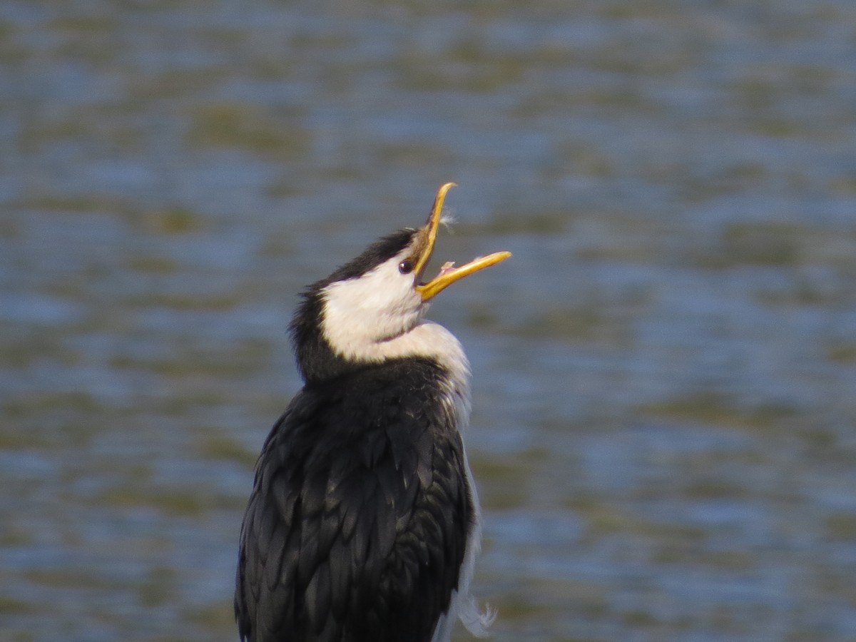 Cormorán Piquicorto - ML110547841