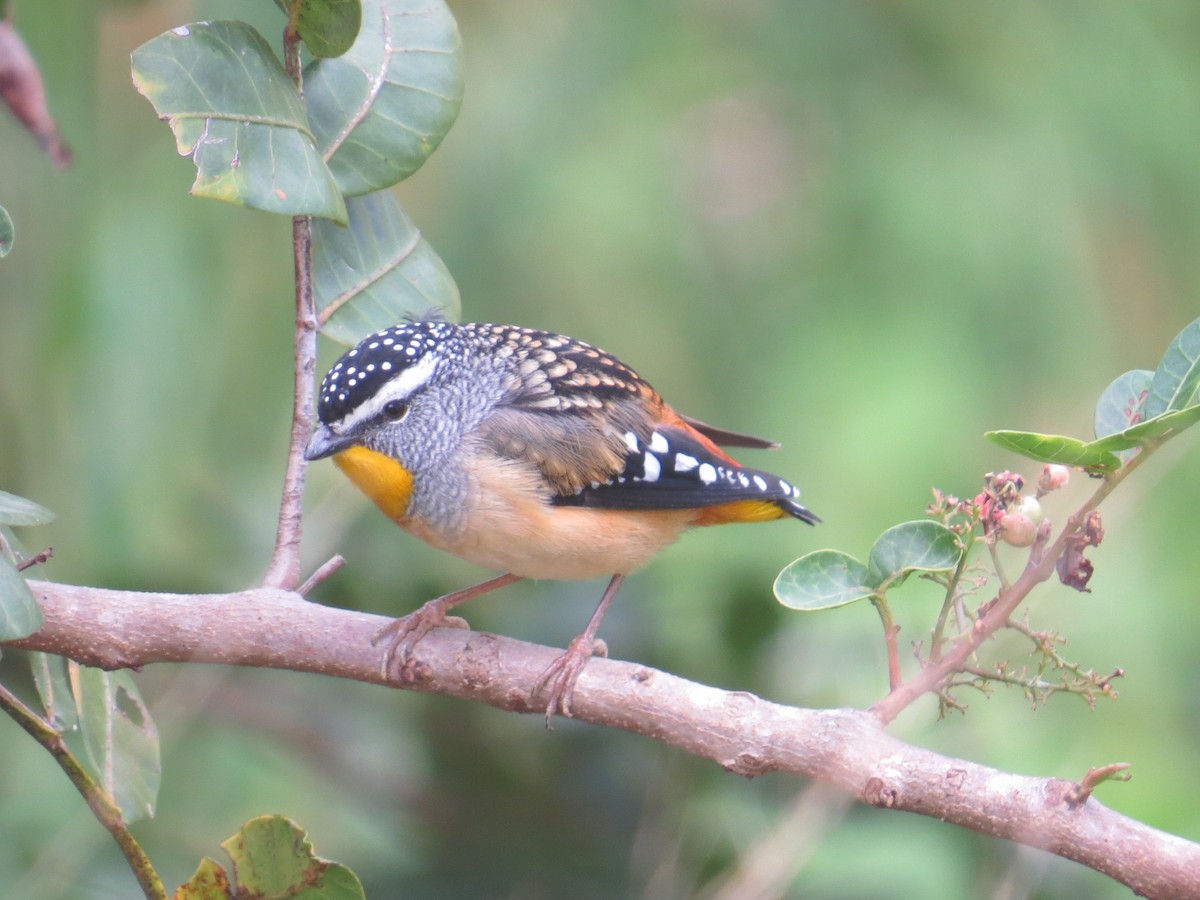 Spotted Pardalote - ML110548341