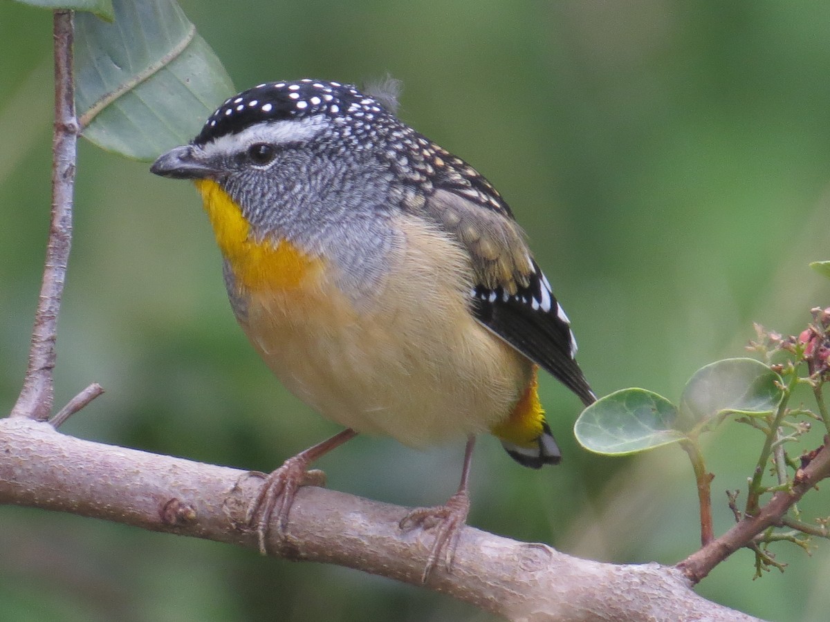 Spotted Pardalote - ML110548351