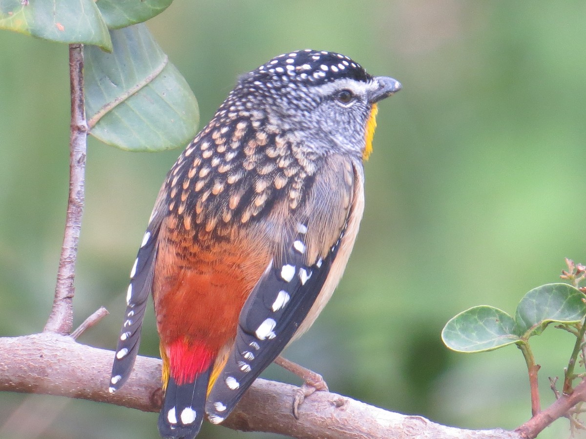Spotted Pardalote - ML110548381