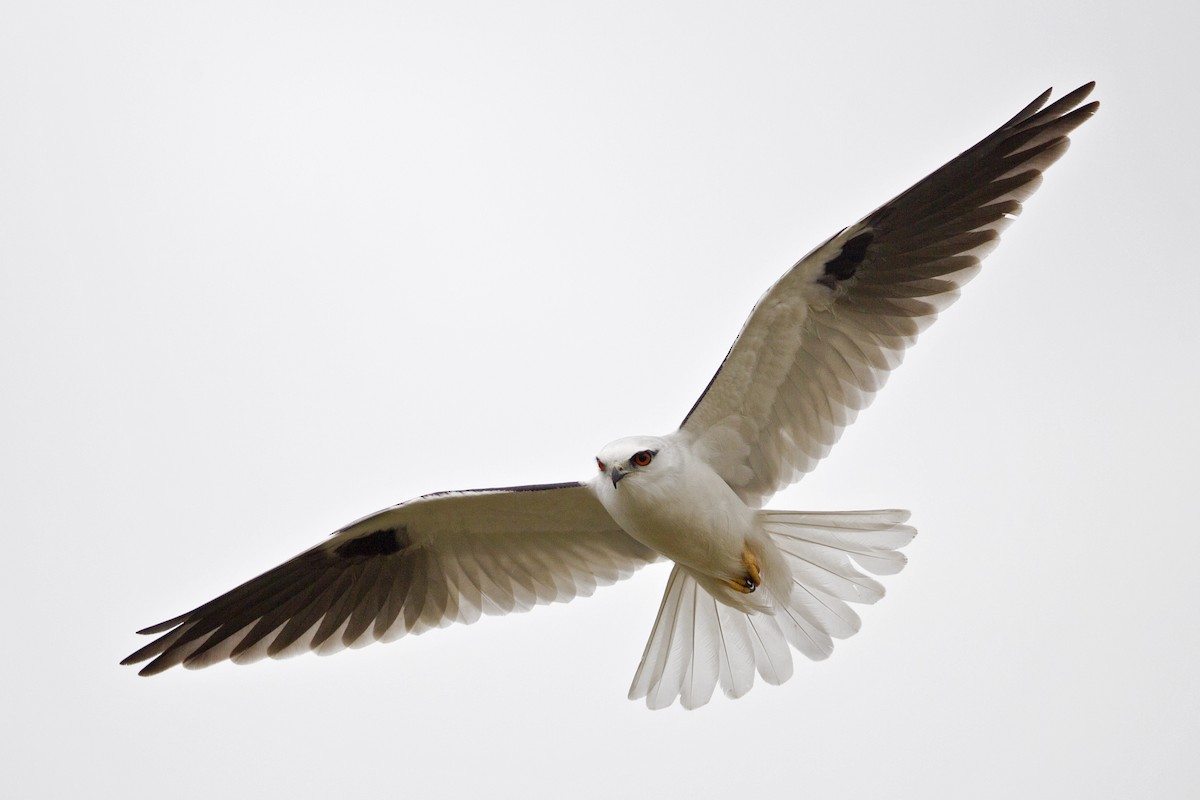 Black-shouldered Kite - ML110548651