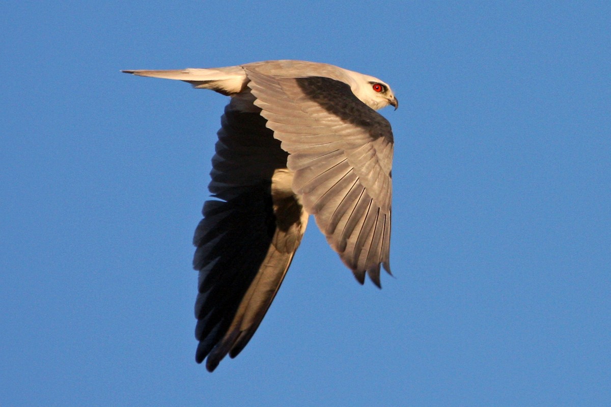 Black-shouldered Kite - ML110549241