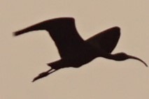 White-faced Ibis - ML110549291
