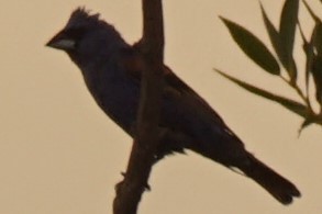 Blue Grosbeak - ML110549601