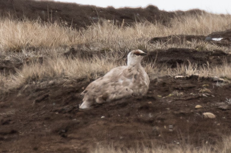 Rock Ptarmigan - Brad Dawson