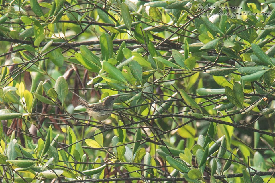 båndvingeprinia - ML110550941