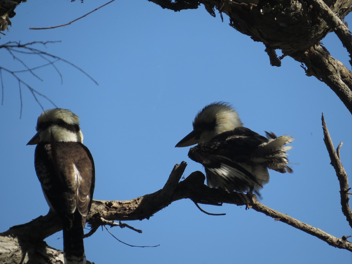 Laughing Kookaburra - ML110551881